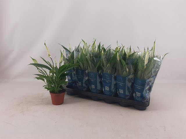 <h4>SPATH CHOPIN</h4>