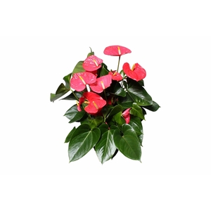 Anthurium XL.31 Arisa Pink, pot 17cm