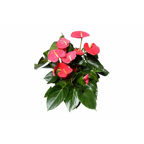 <h4>Anthurium XL.31 Arisa Pink, pot 17cm</h4>