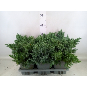 Juniperus squamata 'Blue Star'