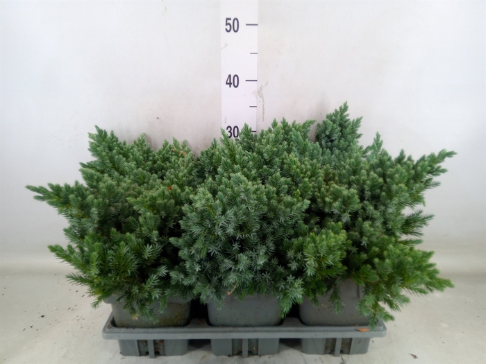 <h4>Juniperus squamata 'Blue Star'</h4>