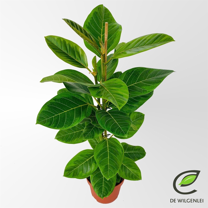 <h4>Ficus altissima</h4>