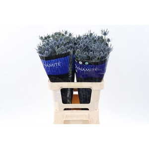 ERYNGIUM ALP. 'BLUE DYNAMITE'
