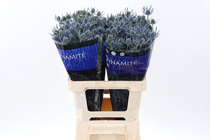 <h4>ERYNGIUM ALP. 'BLUE DYNAMITE'</h4>