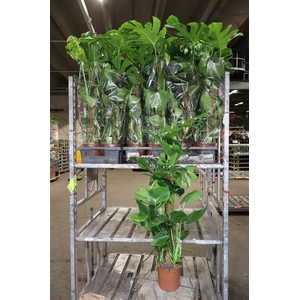 Monstera Deliciosa