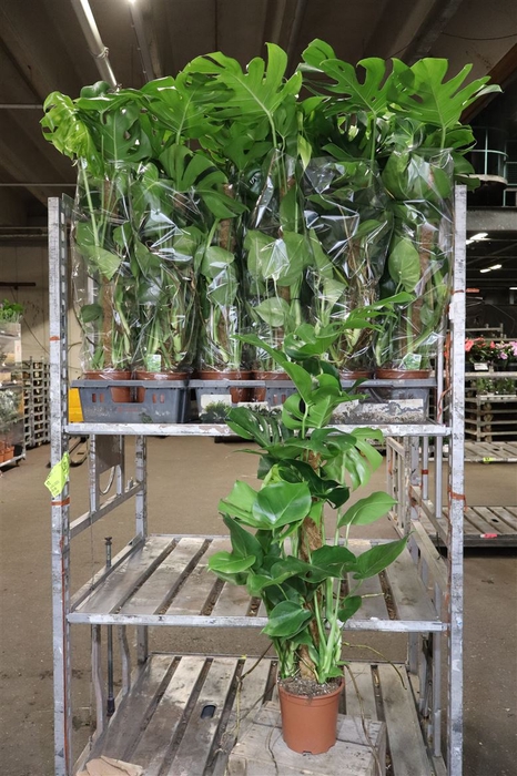 <h4>arr8 Monstera Deliciosa</h4>