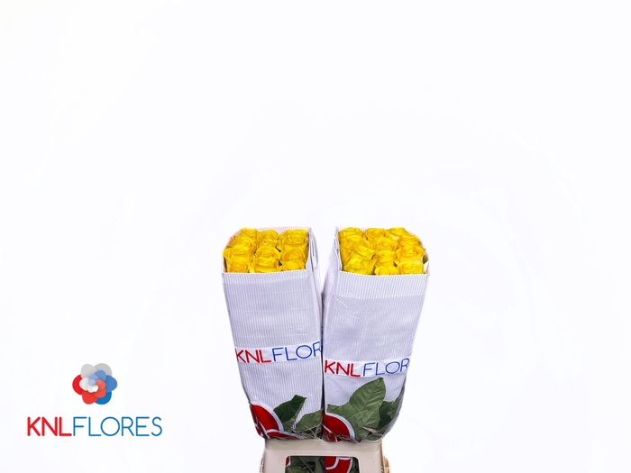 <h4>R GR BRIGHTON</h4>