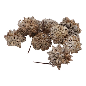 Pick Nature Spidergum Knobs White P/25