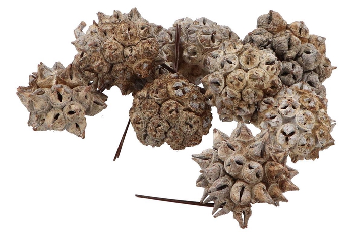 Pick Nature Spidergum Knobs White P/25