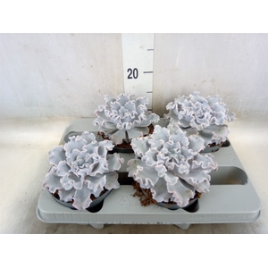 Echeveria   ...