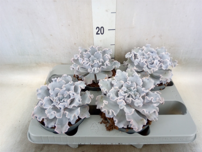 <h4>Echeveria   ...</h4>