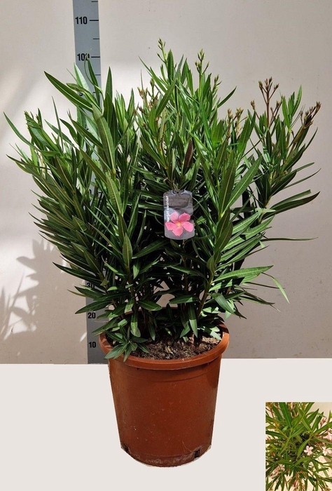 <h4>NERI OLEANDER</h4>