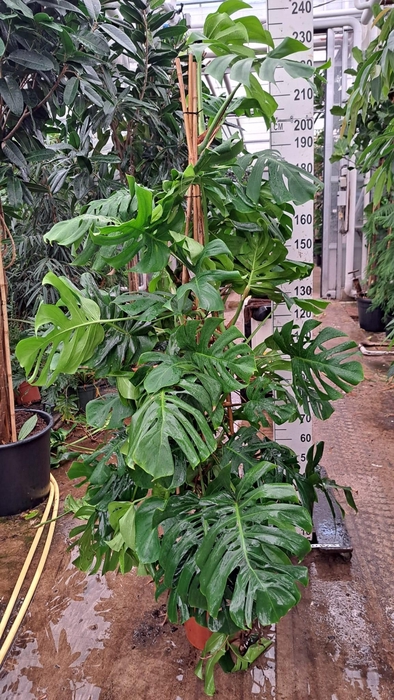 <h4>Monstera Deliciosa 210</h4>