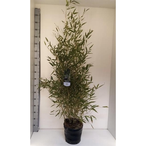 Phyllostachys bissetii 30Ø 170cm