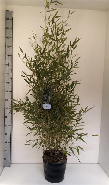 Phyllostachys bissetii 30Ø 170cm