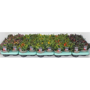 Capscium Annuum Torero mixlaag 4 a 5 soorten