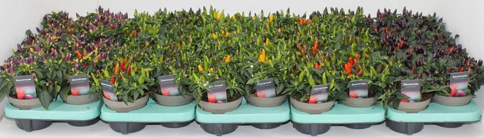 <h4>Capscium Annuum Torero mixlaag 4 a 5 soorten</h4>