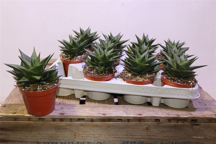 <h4>Haworthia Li</h4>