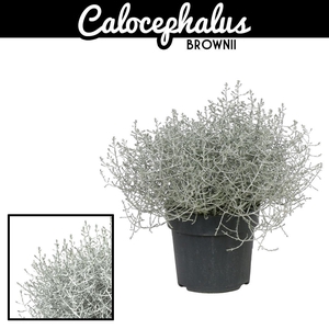 LEUCOPH BROWNII
