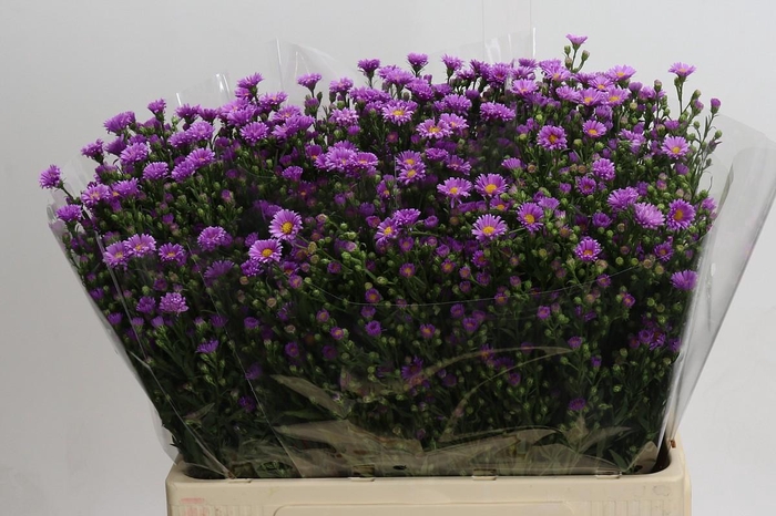 <h4>Aster Casarosa</h4>