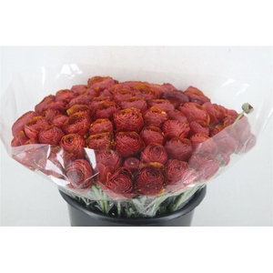 Ran Cloni Ex Brownie