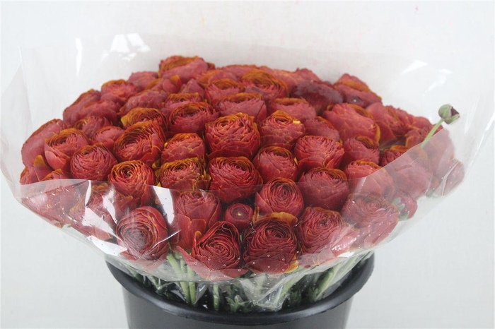 <h4>Ran Cloni Ex Brownie</h4>