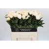 Paeonia Madame Claude Tain