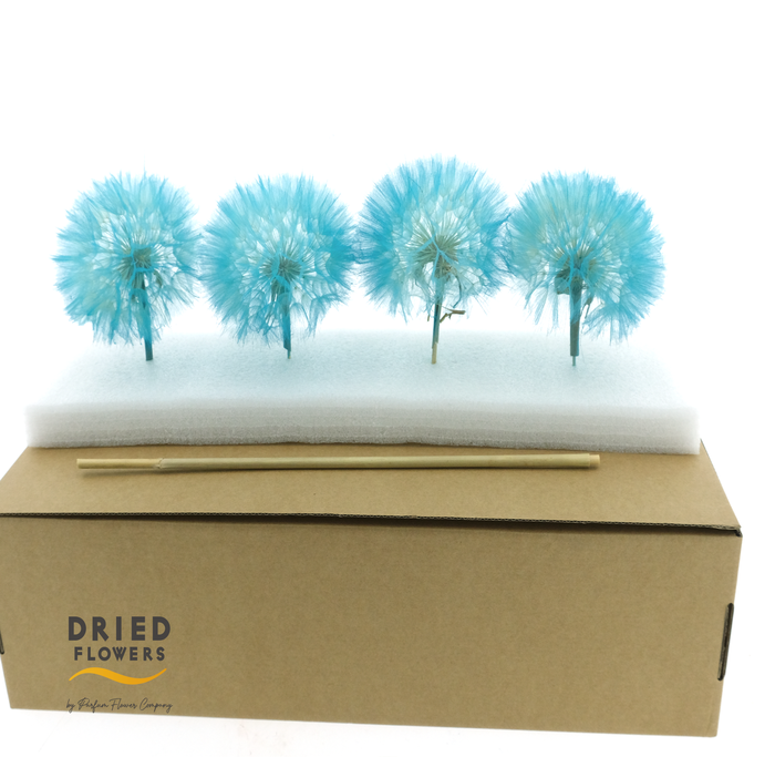 Dried Bleached Dandelion Light Blue