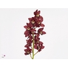 Cymbidium Mini Roy X30 20% Extra Packed