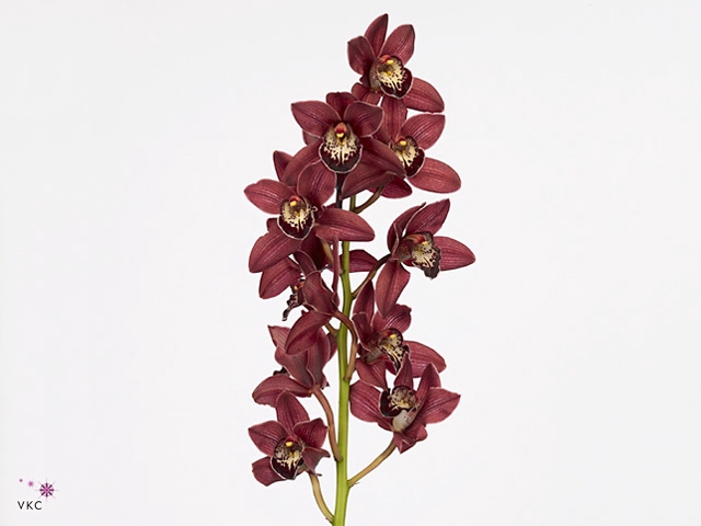 Cymbidium Mini Roy X12 Leekade