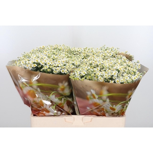 Tanacetum Pa Single Vegmo