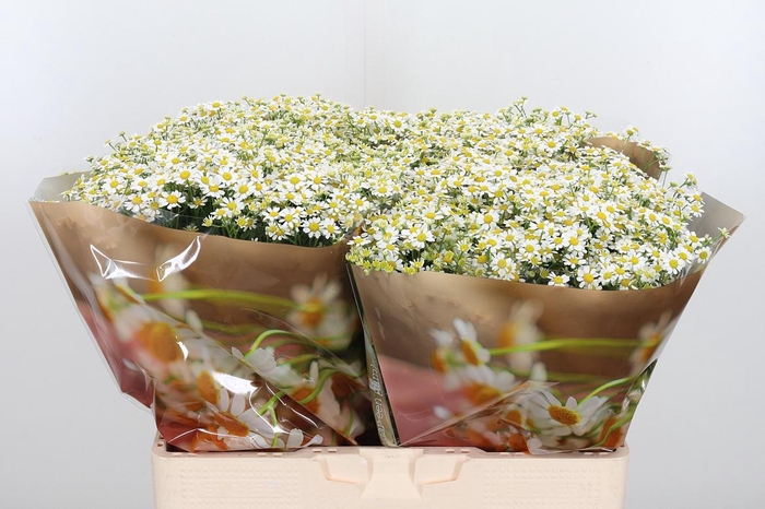 <h4>Tanacetum Pa Single Vegmo</h4>