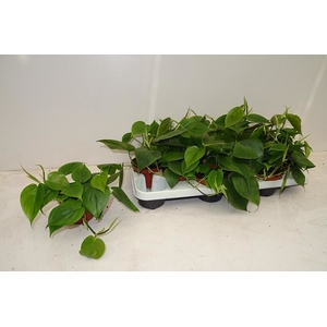 Philodendron scand.