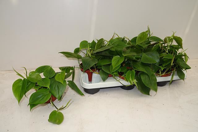 <h4>Philodendron scand.</h4>