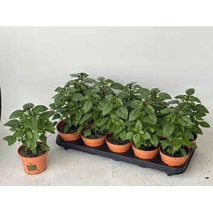 Ocimum overig