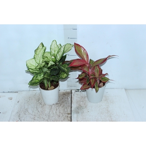 AGLAONEMA VARIADA P12