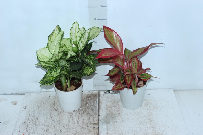 AGLAONEMA VARIADA P12