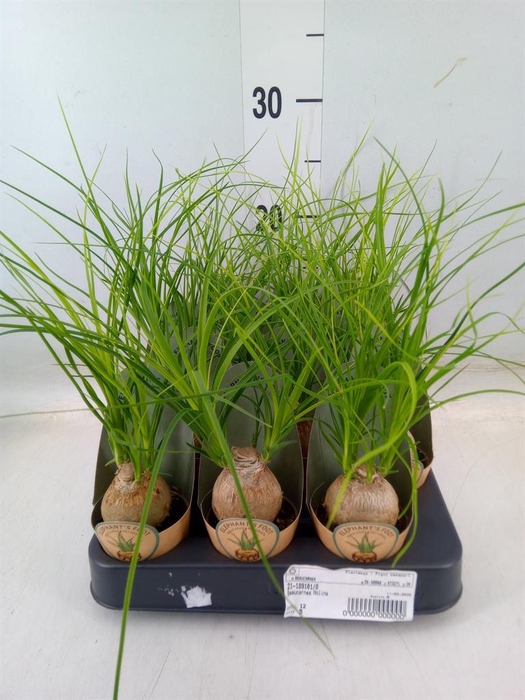 <h4>Beaucarnea recurvata</h4>