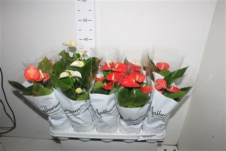 <h4>Anthu An Gem 4 Kl 5+</h4>