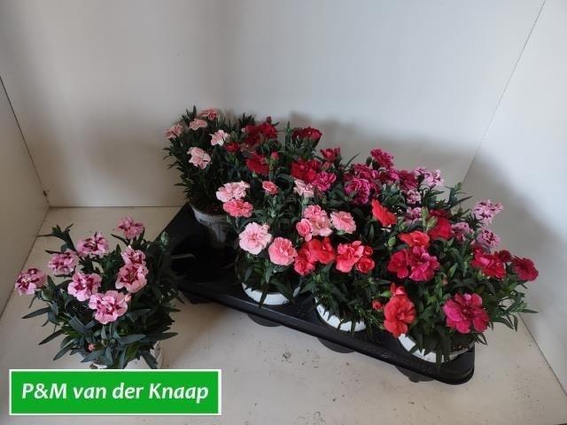 <h4>DIAN GEMENGD</h4>