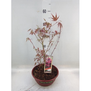 Acer palmatum 'Atropurpureum'