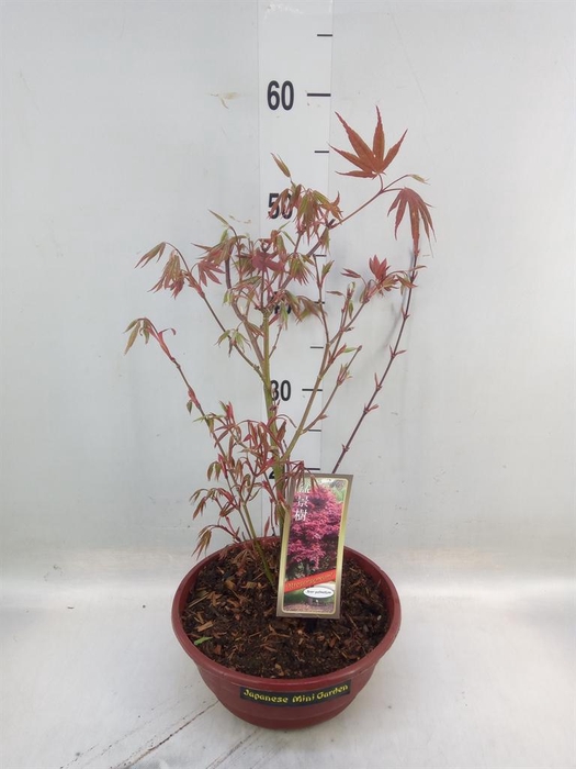 <h4>Acer palmatum 'Atropurpureum'</h4>