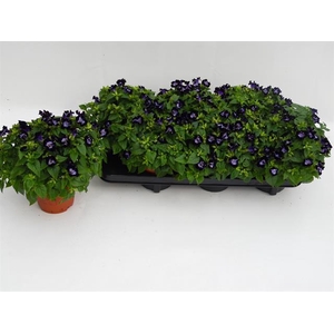 TORENIA KAUAI D BLUE