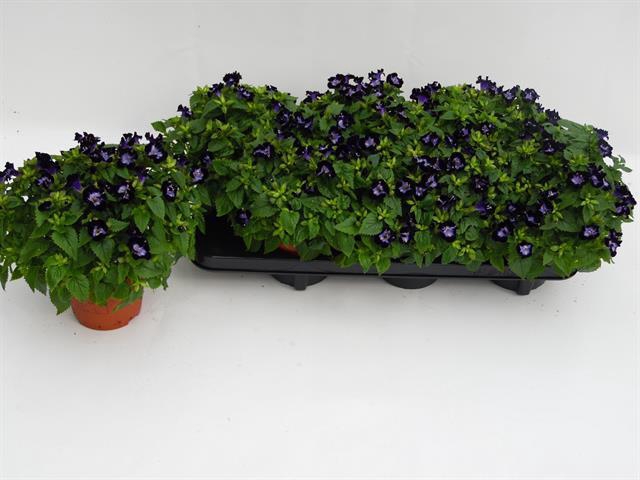 TORENIA KAUAI D BLUE