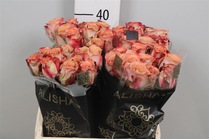 <h4>R Gr Cappuccino</h4>