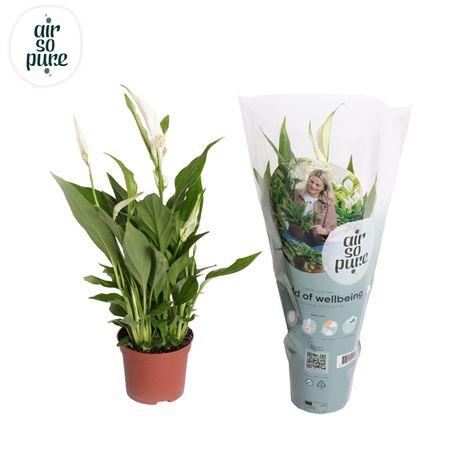 <h4>Spath Pearl Cupido</h4>