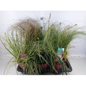 Carex   ...mix