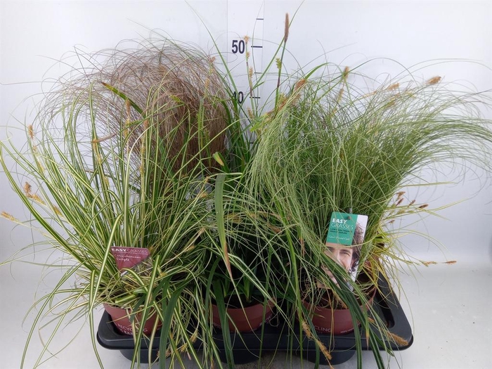 <h4>Carex   ...mix</h4>