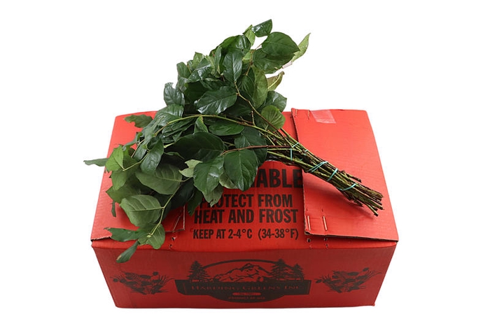 <h4>Salal Tips Orange Box</h4>