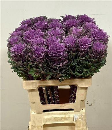 <h4>Brass Crane Queen</h4>